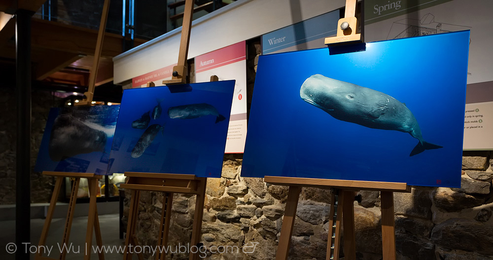Tony Wu limited edition sperm whale art prints
