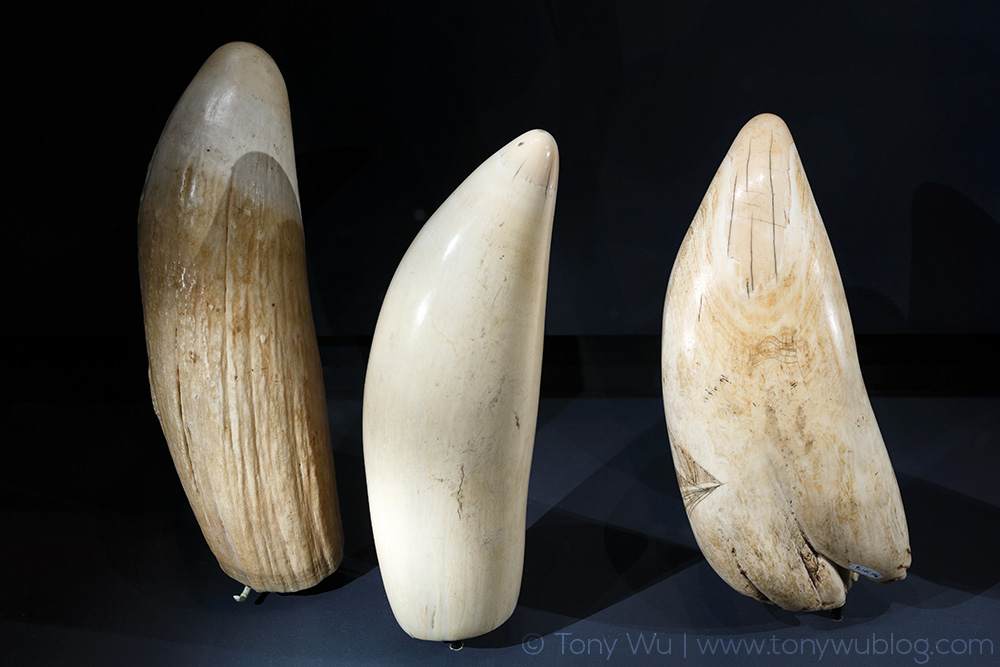 Sperm whale teeth, Nantucket Whaling Museum