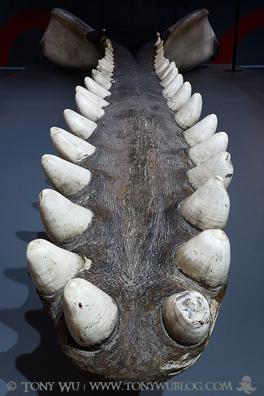 Sperm whale jaw and teeth, Nantucket Whaling Museum