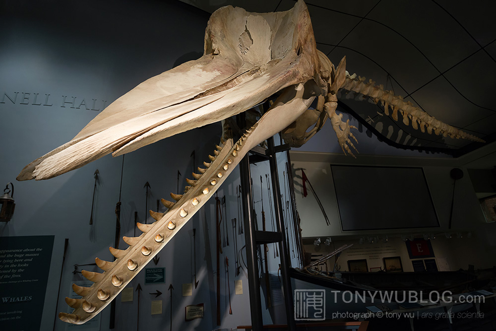 sperm whale skeleton Nantucket Whaling Museum