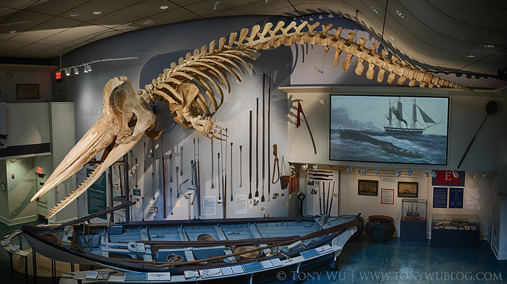 Nantucket Whaling Museum, sperm whale skeleton in Gosnell Hall