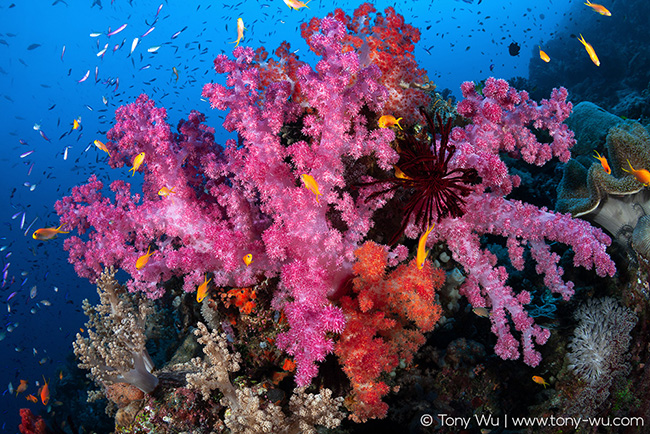 Aquarellum - Coral Reefs - Imagination Toys