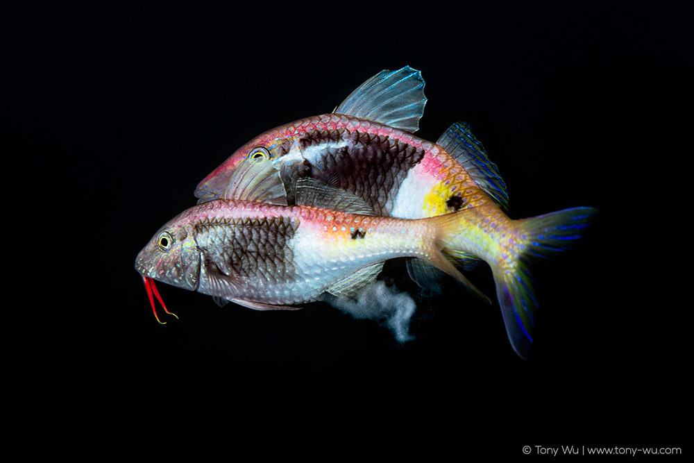 Parupeneus barberinoides goatfish spawning