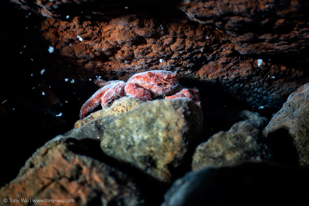 Xenograpsus testudinatus hydrothermal vent crab
