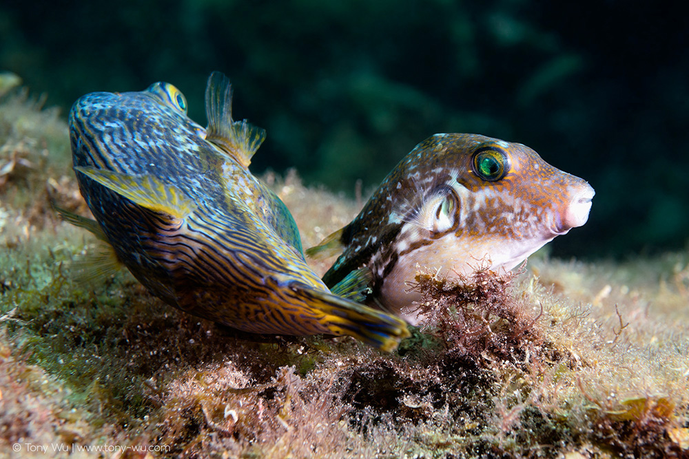 Spawning Canthigaster rivulata puffers