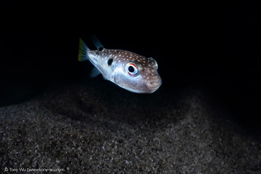 Takifugu niphobles grass puffer juvenile