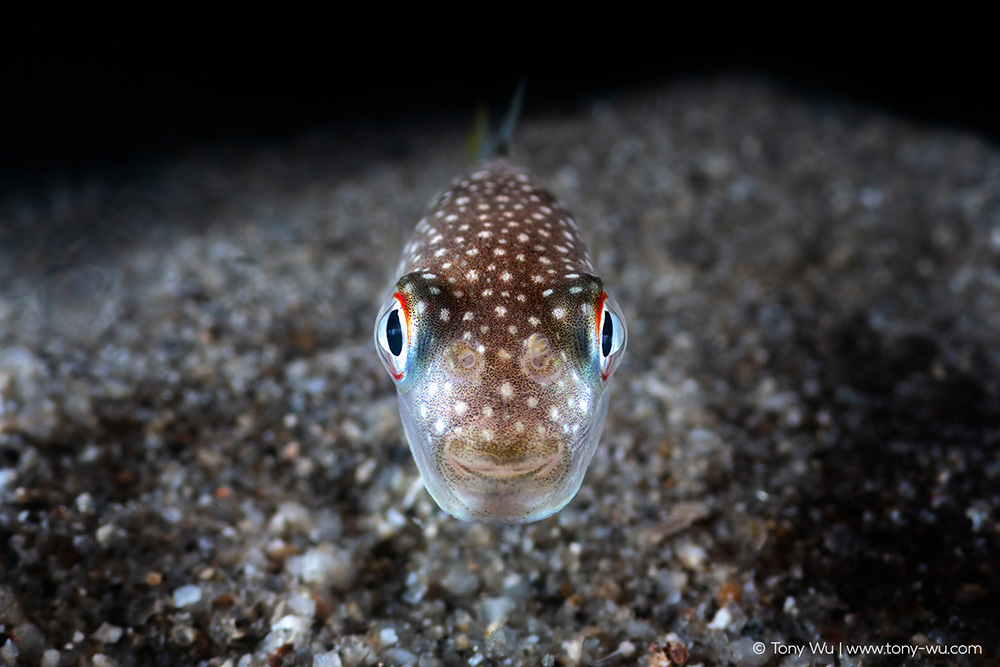 Takifugu niphobles grass puffer juvenile