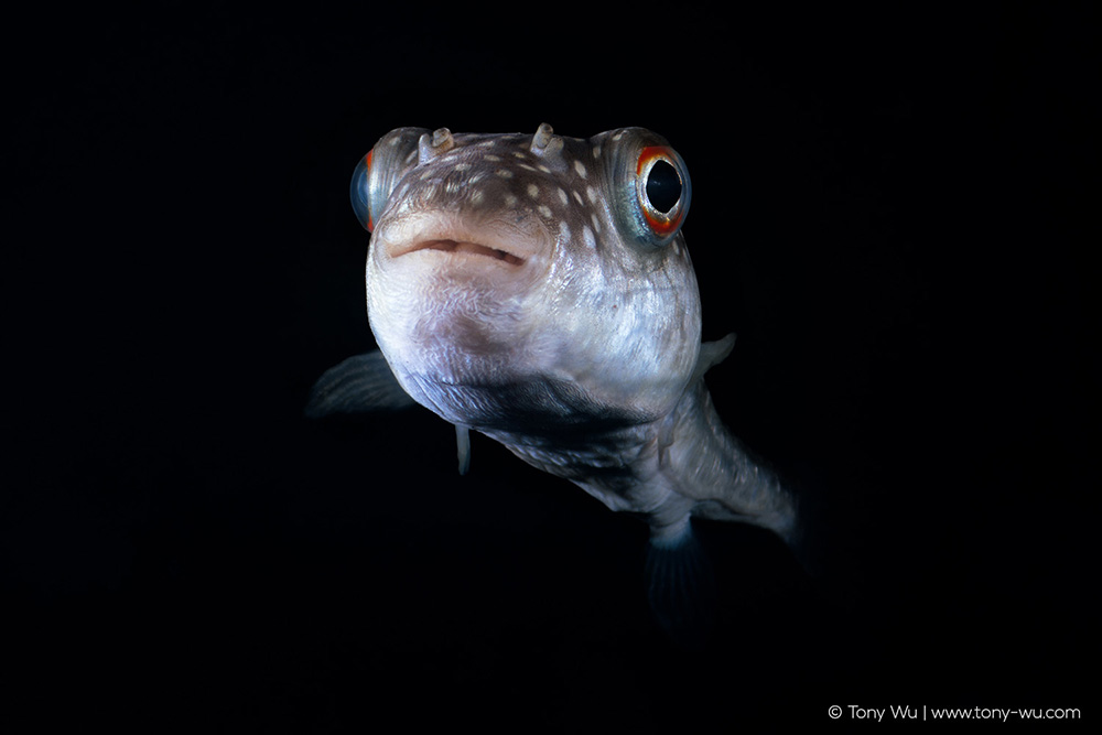 Takifugu niphobles grass puffer juvenile