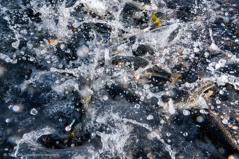 Takifugu niphobles puffers spawning on land