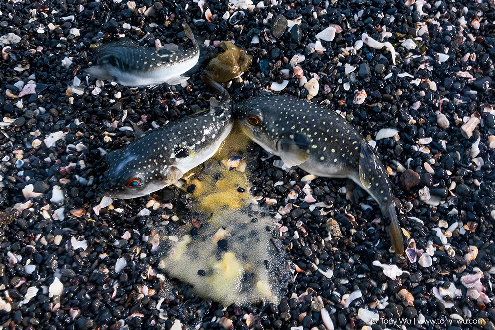 Takifugu niphobles puffers spawning on land